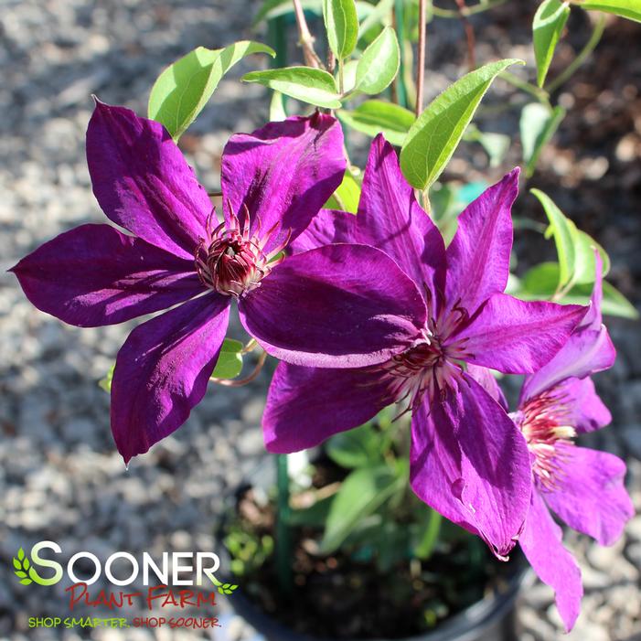 Image Property of Sooner Plant Farm, Inc.