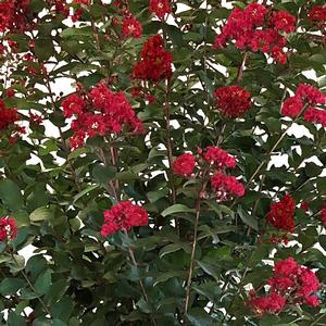 COLORAMA™ SCARLET CRAPEMYRTLE