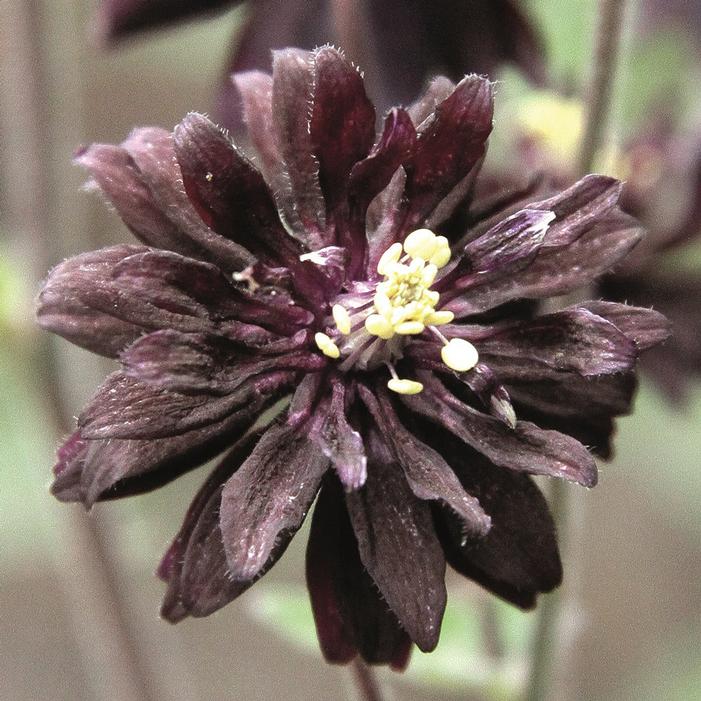 BLACK BARLOW COLUMBINE