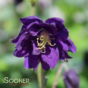 Aquilegia vulgaris 'Blue Barlow'