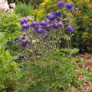 Aquilegia vulgaris 'Clementine Blue'