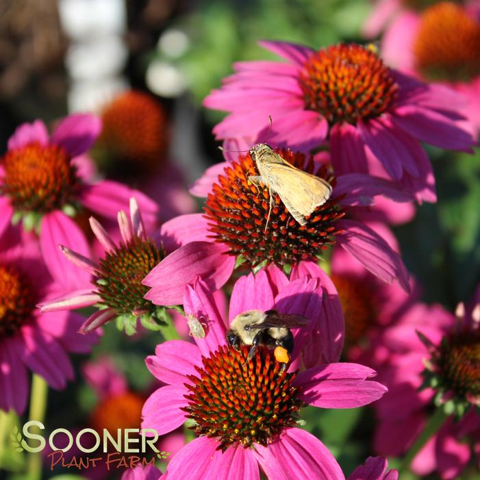 AMAZING DREAM CONEFLOWER