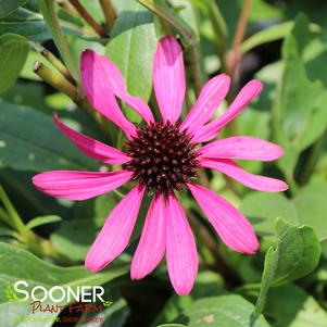 Echinacea x 'Purple Emperor'