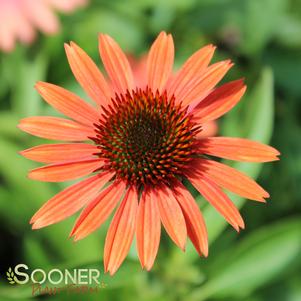 Echinacea x 'Sundown'