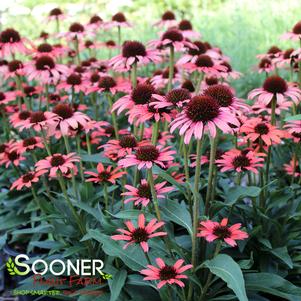 Echinacea x 'TNECHDSM'