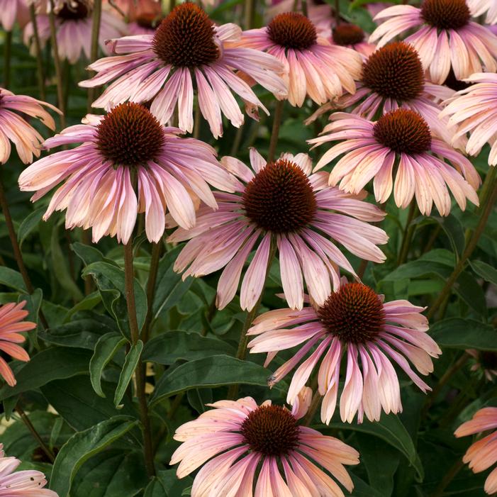 BIG SKY™ SUMMER SKY CONEFLOWER