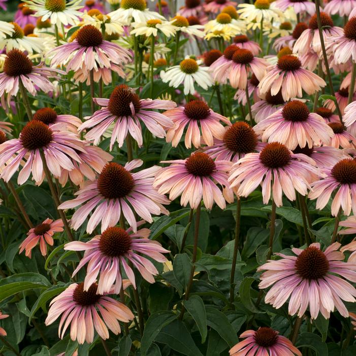 BIG SKY™ SUMMER SKY CONEFLOWER