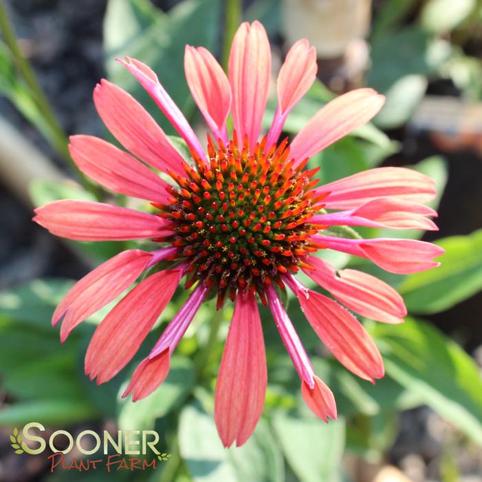 BIG SKY™ SUNDOWN CONEFLOWER