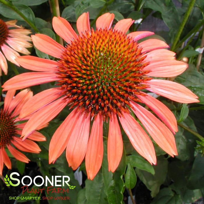 BIG SKY™ SUNDOWN CONEFLOWER