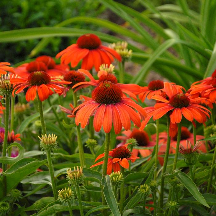 BUTTERFLY™ JULIA CONEFLOWER