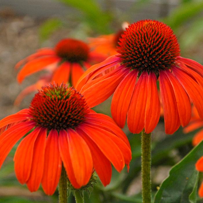 BUTTERFLY™ JULIA CONEFLOWER