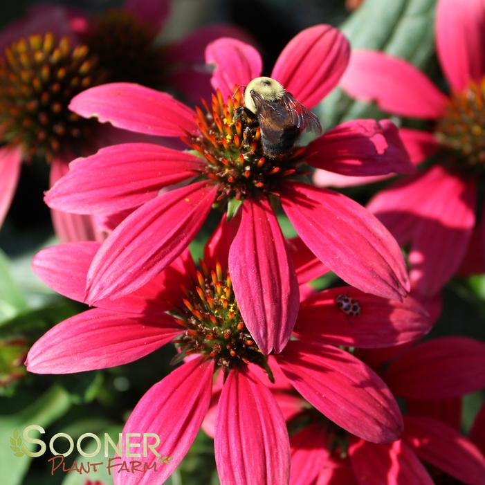 CHEYENNE SPIRIT CONEFLOWER