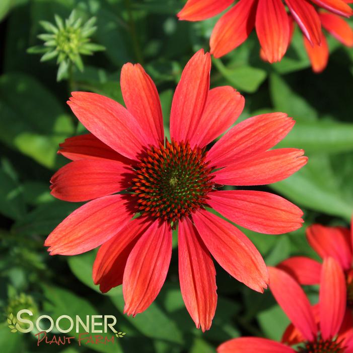 CHEYENNE SPIRIT CONEFLOWER