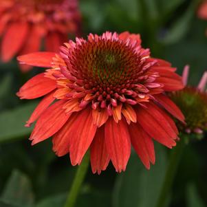 Echinacea x 'Balscoberrux'