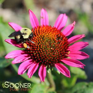 Echinacea purpurea 'Vintage Wine'