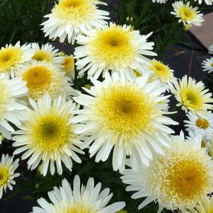 Leucanthemum x superbum 'Real Glory'