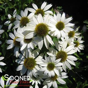 Echinacea purpurea 'Kim's Mop Head'