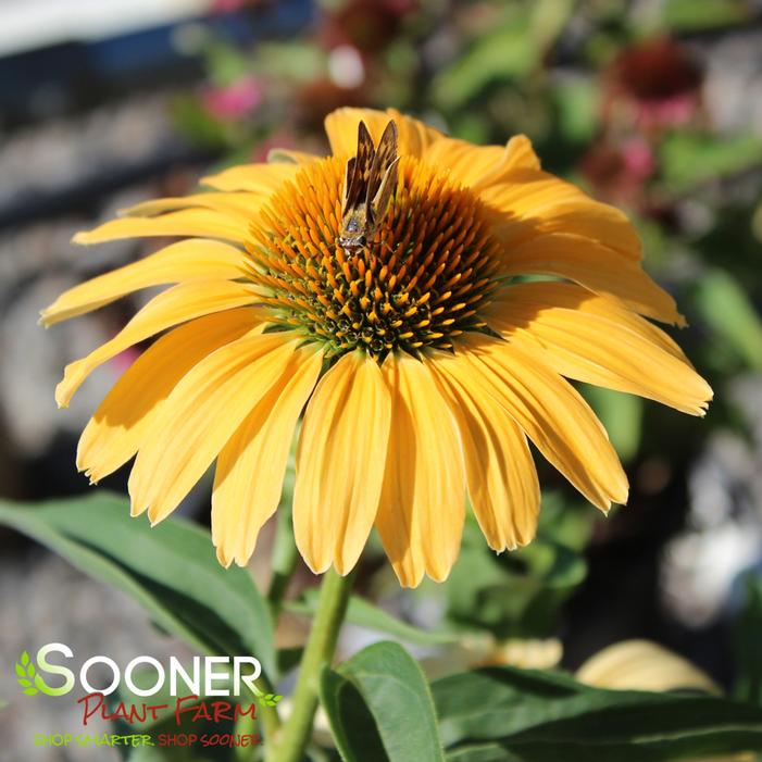 COLOR CODED® ONE IN A MELON CONEFLOWER