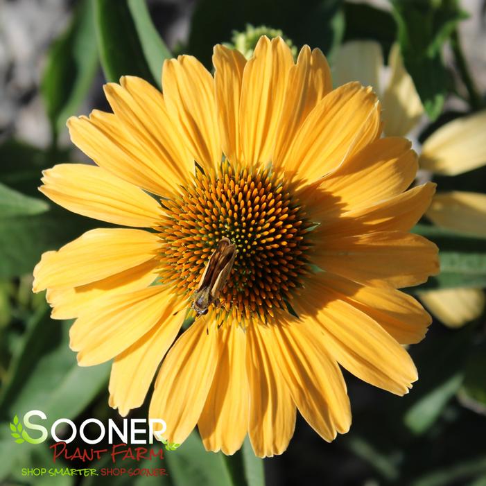 COLOR CODED® ONE IN A MELON CONEFLOWER