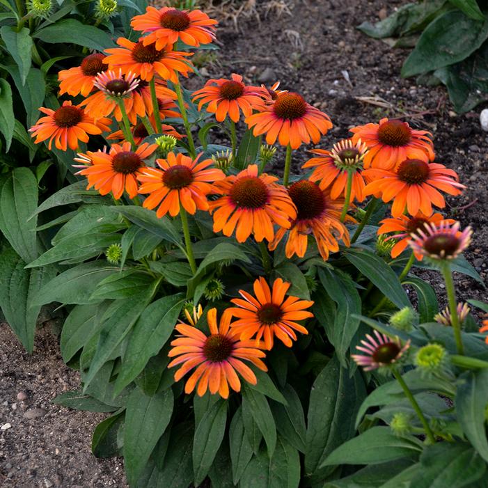 COLOR CODED® ORANGE YOU AWESOME CONEFLOWER