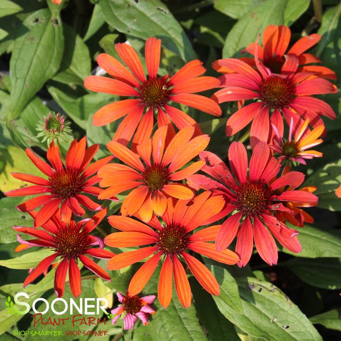 COLOR CODED® ORANGE YOU AWESOME CONEFLOWER