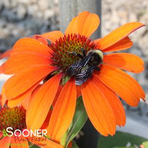 COLOR CODED® ORANGE YOU AWESOME CONEFLOWER