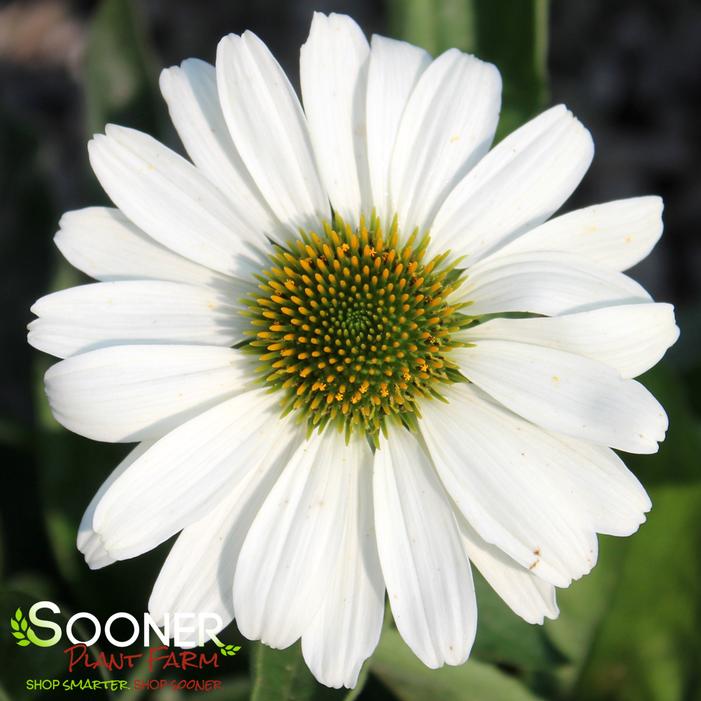 COLOR CODED® THE PRICE IS WHITE CONEFLOWER