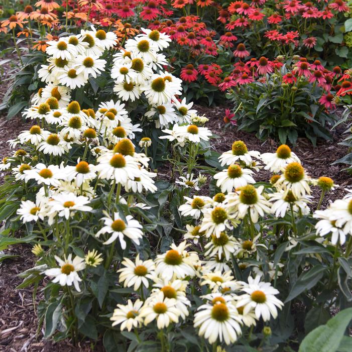 COLOR CODED® THE PRICE IS WHITE CONEFLOWER