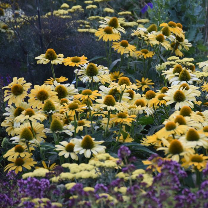 COLOR CODED® YELLOW MY DARLING CONEFLOWER