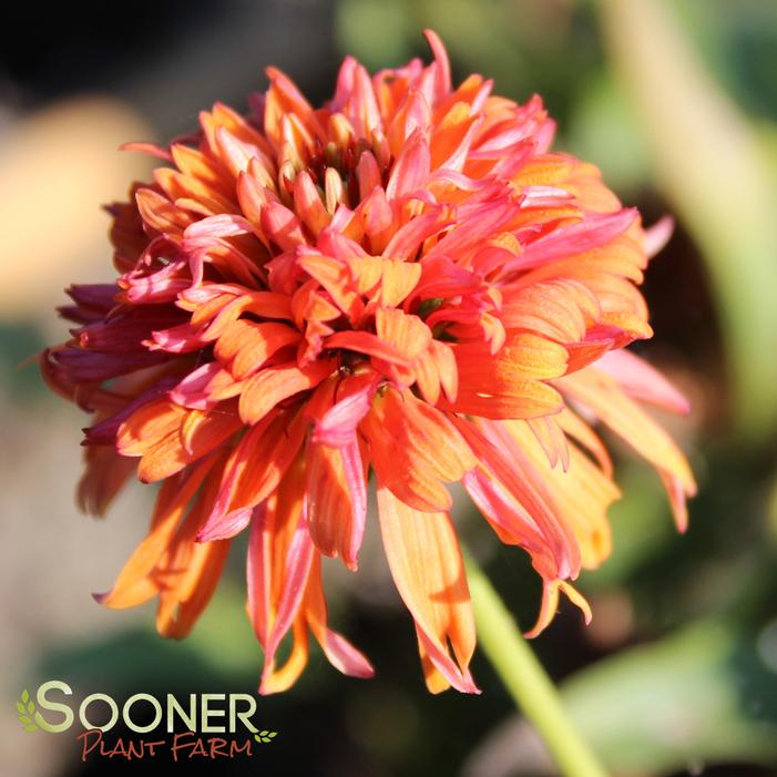 COLORBURST ORANGE CONEFLOWER