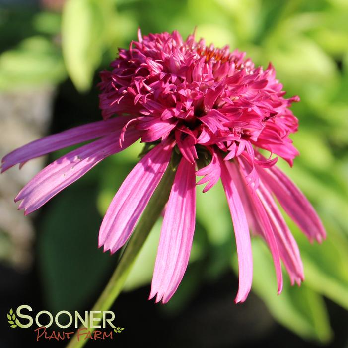 CRANBERRY CUPCAKE CONEFLOWER