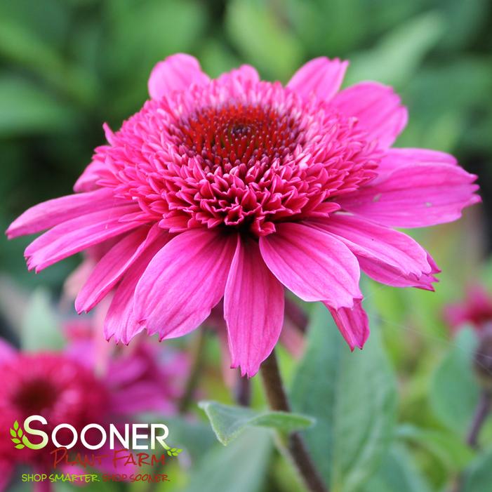 Image property of Sooner Plant Farm, Inc.