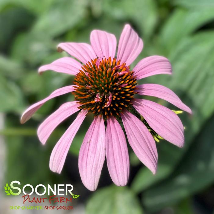 DOUBLE DECKER CONEFLOWER