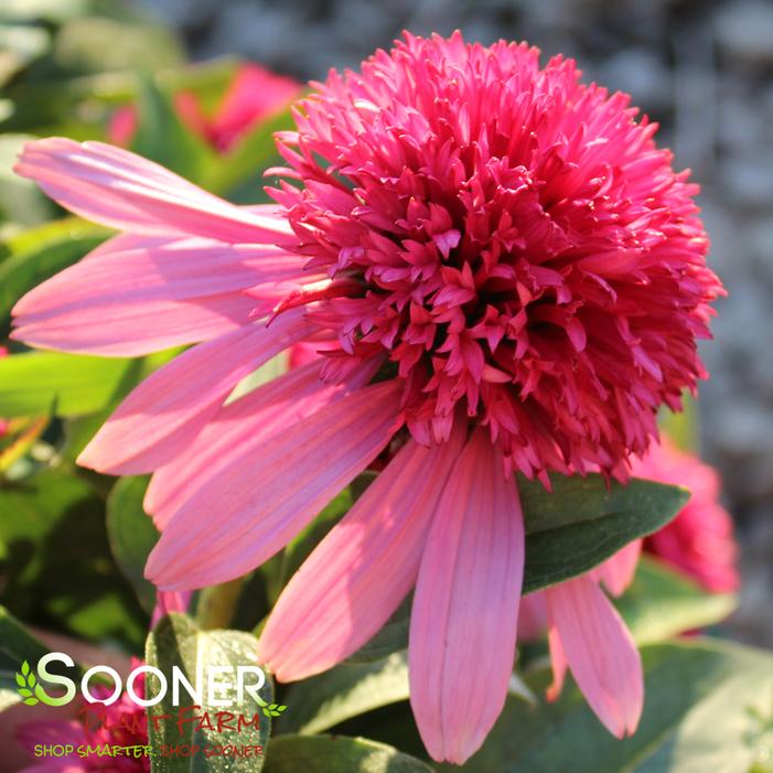 DOUBLE SCOOP™ BUBBLE GUM CONEFLOWER