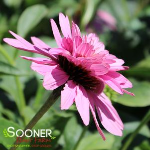 Echinacea purpurea 'Double Decker'