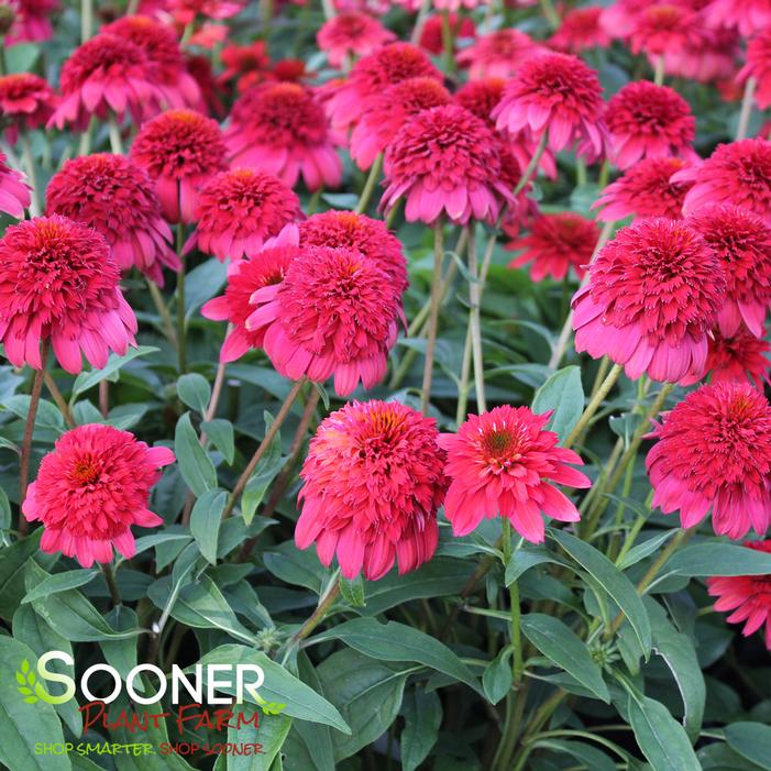 Image property of Sooner Plant Farm, Inc.