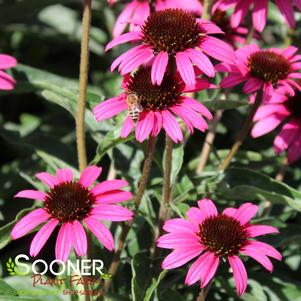 Echinacea x 'TNECHDSW'