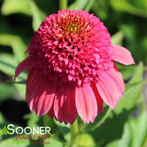 Echinacea x 'Rainbow Sherbet'