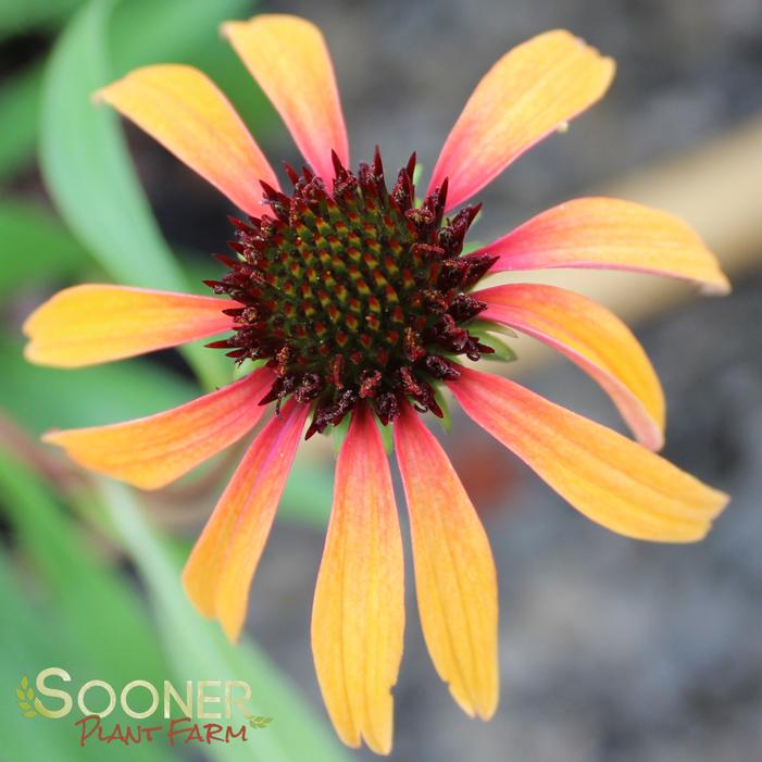 FIERY MEADOW MAMA CONEFLOWER