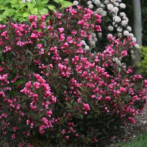 Weigela florida 'Alexandra'