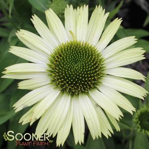 GREEN JEWEL CONEFLOWER