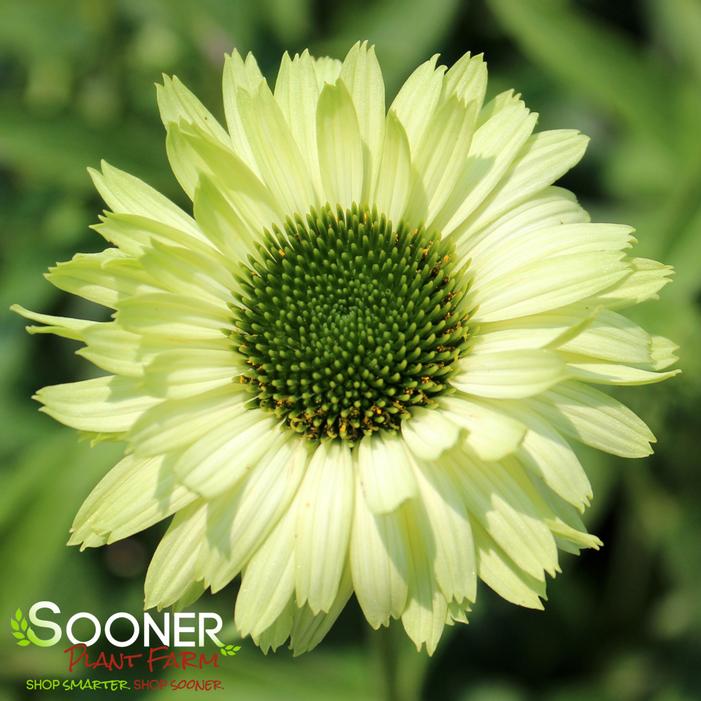 GREEN JEWEL CONEFLOWER