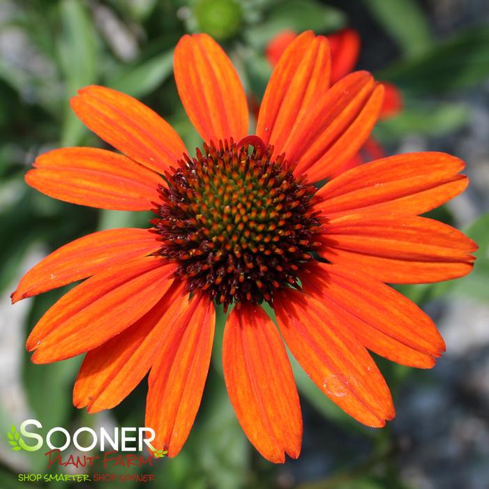 KISMET® INTENSE ORANGE CONEFLOWER