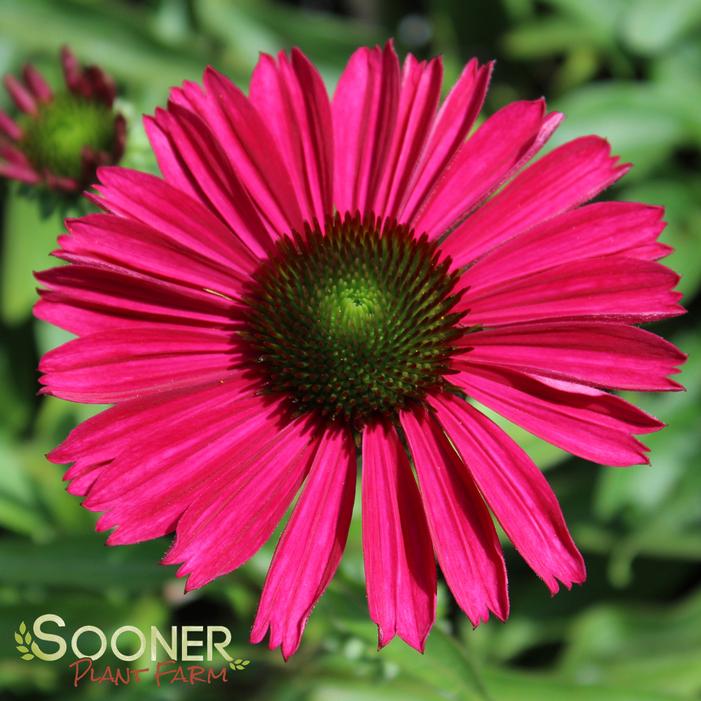 KISMET® RASPBERRY CONEFLOWER