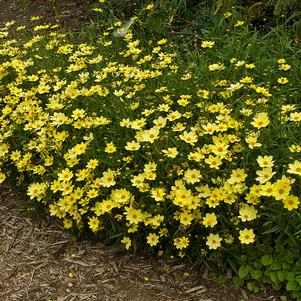 Coreopsis x 'Full Moon'