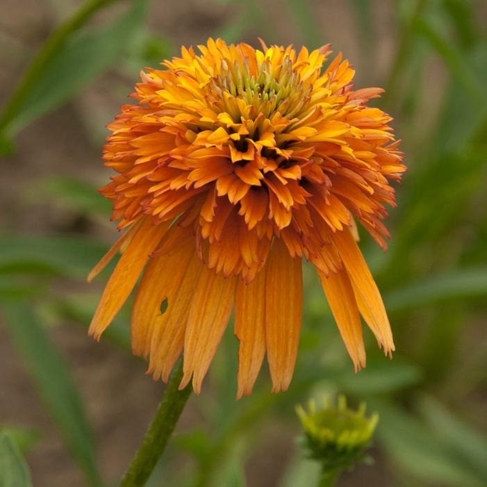 MARMALADE ORANGE CONEFLOWER