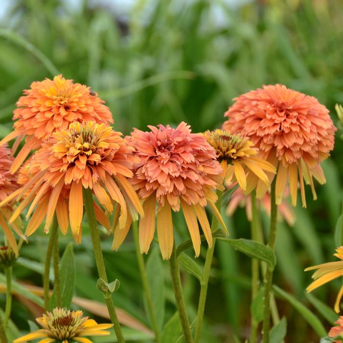 MARMALADE ORANGE CONEFLOWER