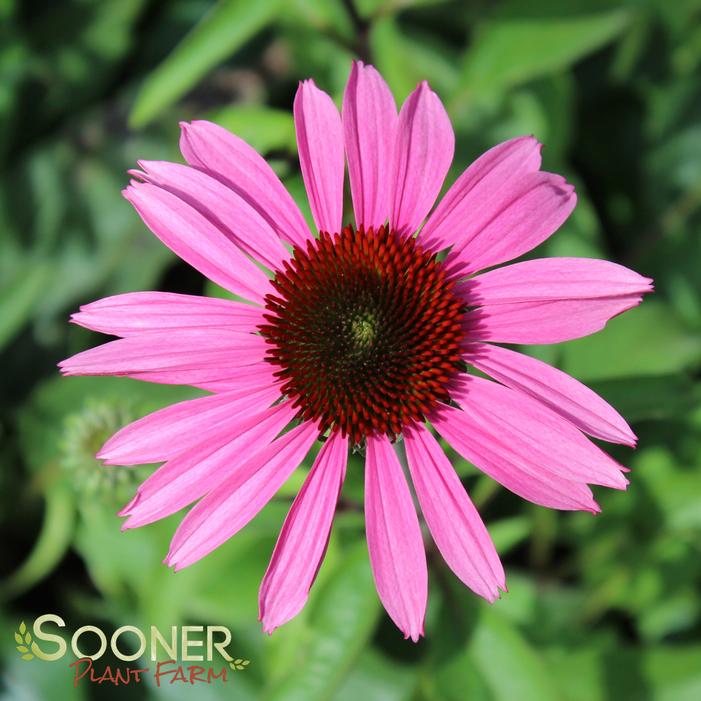 MERLOT CONEFLOWER