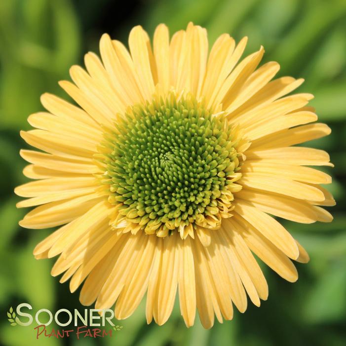 METEOR™ YELLOW CONEFLOWER