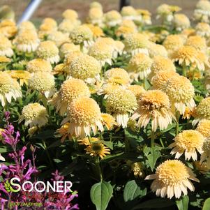 Echinacea x 'Butter Pecan'